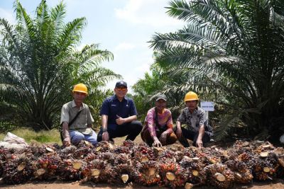 PalmCo Panen Sawit Umur 2,5 Tahun Tembus 7 Ton