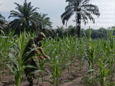 SERTU AWALUDDIN LAKSANAKAN PERAWATAN TANAMAN DI ECOPARK SIMPANG BANGKO