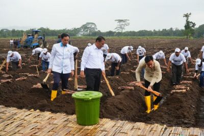 Gibran Dorong Swasembada Gula, Panen 802 Hektare di Banyuwangi!